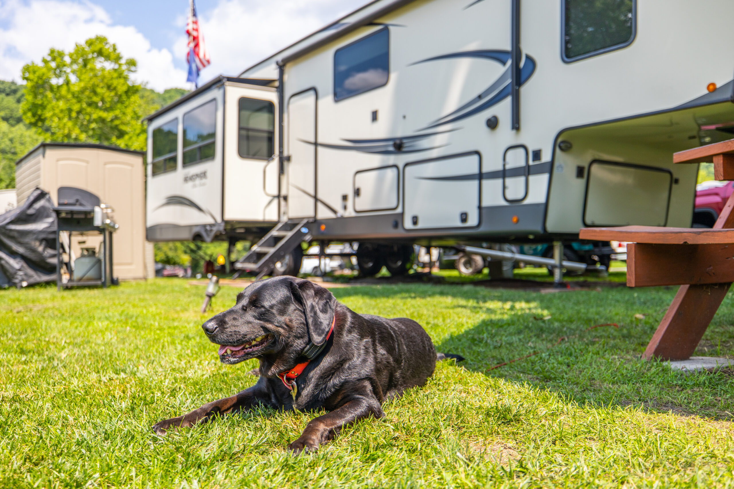 The Ultimate Guide to Camping with Dogs Campers Paradise