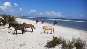 Cedar Island Ranch Horses