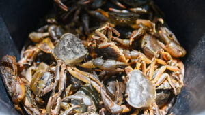 Cedar Island Ranch Nc Crabbing