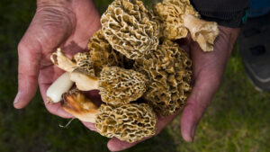 Michigan Mushrooming